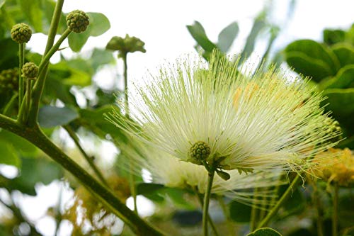 Green Albizia Flower Seeds for Planting Cut Flower Favorite Heirloom & GMO Free Seeds for Home Garden
 
 Sale