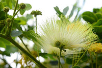 Green Albizia Flower Seeds for Planting Cut Flower Favorite Heirloom & GMO Free Seeds for Home Garden
 
 Sale