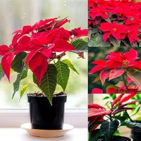 Mixed Poinsettia Flower seeds for Planting - Garden Favorite, Heirloom & GMO Free Seeds for Home Garden