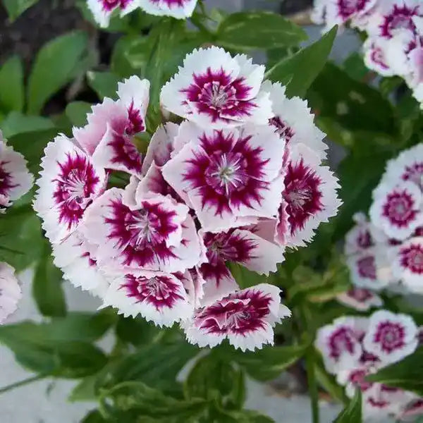Dianthus Purple White Flower seeds for Planting - Compact Growth, Heirloom & GMO Free Seeds for Home Garden