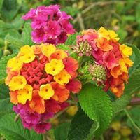 Heirloom Camara Flower seeds for Planting Garden Favorite Heirloom & GMO Free Seeds for Home Garden