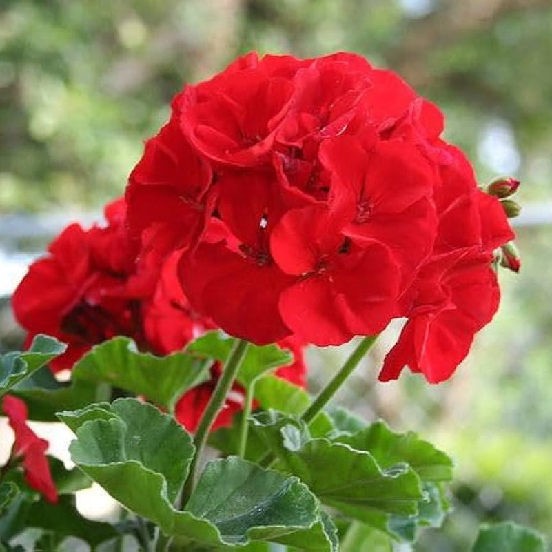 Geraniums Deep Red Flower seeds for Planting - Fragrant Blossoms, Heirloom & GMO Free Seeds for Home Garden