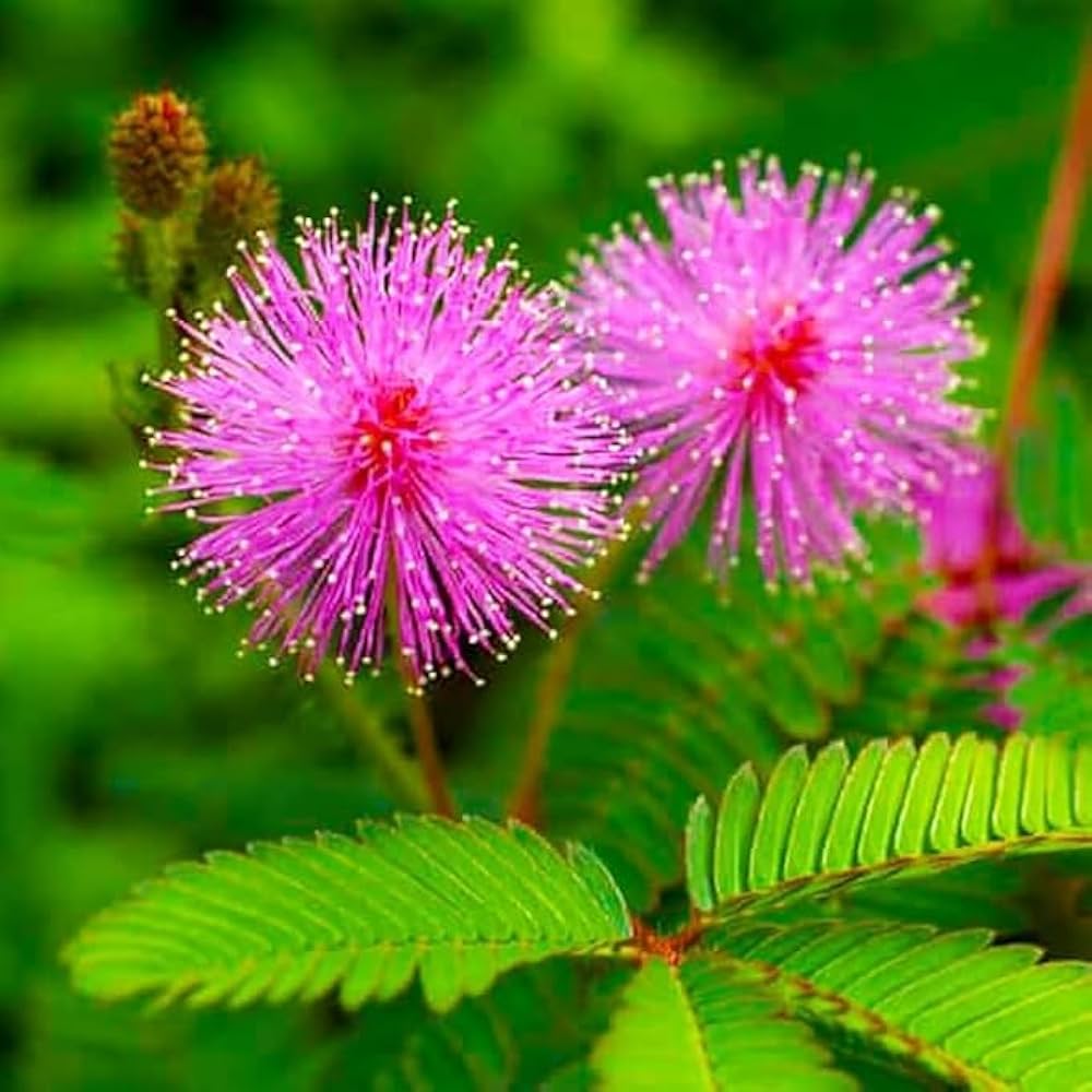 Mimosa Pudica Flower seeds for Planting Wildflower Mix Heirloom & GMO Free Seeds for Home Garden 
 
 Sale