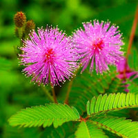 Mimosa Pudica Flower seeds for Planting Wildflower Mix Heirloom & GMO Free Seeds for Home Garden 
 
 Sale