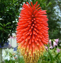 Fresh Caulescens Flower seeds for Planting - Wildflower Mix, Heirloom & GMO Free Seeds for Home Garden