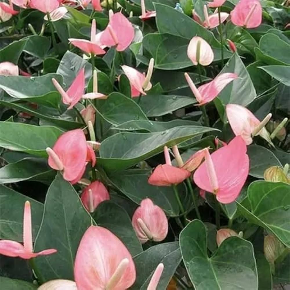 Pink White Anthurium Flower seeds for Planting - Cottage Garden Essential, Heirloom & GMO Free Seeds for Home Garden