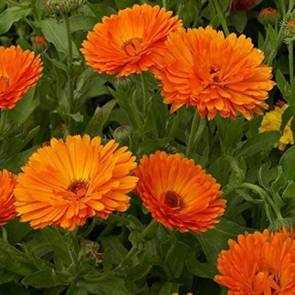 Red Calendula Flower seeds for Planting - Colorful Display, Heirloom & GMO Free Seeds for Home Garden
 
 Sale seeds for planting in home garden