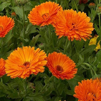 Red Calendula Flower seeds for Planting - Colorful Display, Heirloom & GMO Free Seeds for Home Garden
 
 Sale seeds for planting in home garden