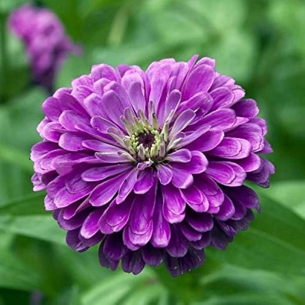 Purple Zinnia Flower seeds for Planting Hardy Variety Heirloom & GMO Free Seeds for Home Garden 
 
 Sale