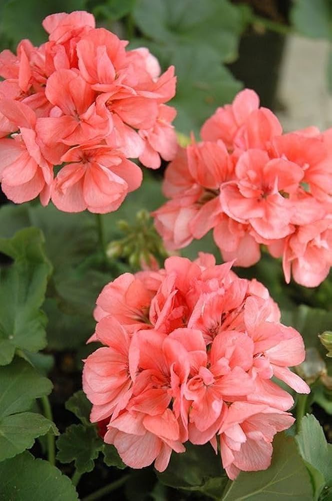 Peach Geranium Flower seeds for Planting Vibrant Colors Heirloom & GMO Free Seeds for Home Garden 
 
 Sale