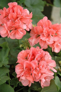 Peach Geranium Flower seeds for Planting Vibrant Colors Heirloom & GMO Free Seeds for Home Garden 
 
 Sale