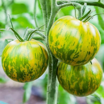 Tomate Cebra Seeds for Home Gardening