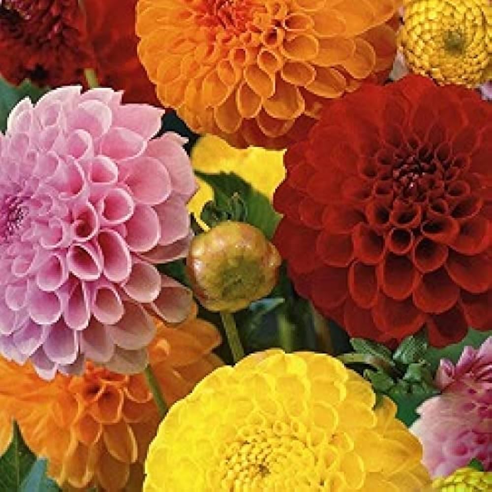 Grow Stunning Howden Dahlias  Premium Flower Seeds for Garden Planting
