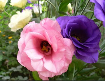 Grandiflorum Flower seeds for Planting Seasonal Bloomer Heirloom & GMO Free Seeds for Home Garden