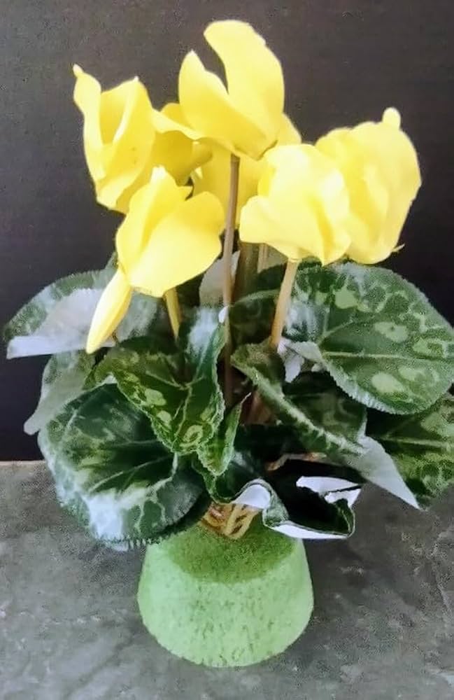 Light Yellow Cyclamen Flower Seeds for Planting