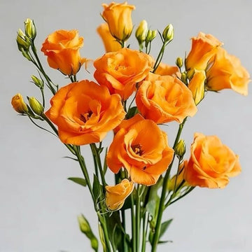 Eustoma Flower Seeds for Planting - Vibrant Orange Blooms for a Beautiful Garden