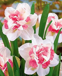 Pink White Narcissus Seeds for Planting  Elegant Spring Blooms