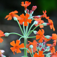 Cockburniana Flower seeds for Planting - Pollinator Friendly, Heirloom & GMO Free Seeds for Home Garden