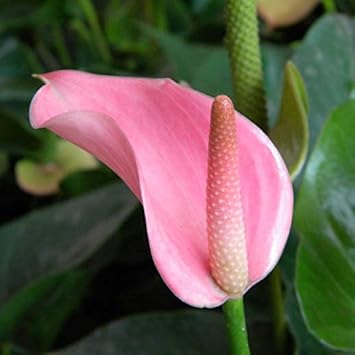 Pink Andraeanu Flower seeds for Planting - Compact Growth, Heirloom & GMO Free Seeds for Home Garden
 
 Sale for planting in home garden