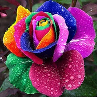Rosen Mischsaatgut Seeds, Rare Bonsai Rainbow Rose Mix for Vibrant Garden Blooms