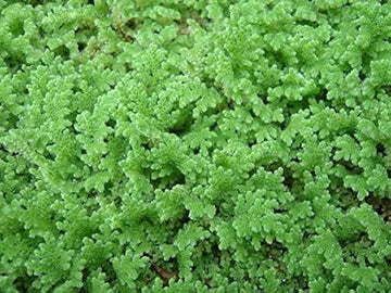 Gray Crested Fern Flower seeds for Planting - Premium Quality, Heirloom & GMO Free Seeds for Home Garden
 
 Sale for planting in home garden.
