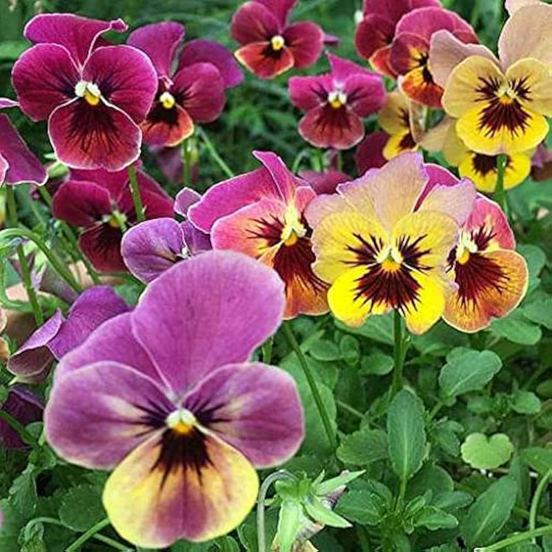 Pansy Flower seeds for Planting - Colorful Display, Heirloom & GMO Free Seeds for Home Garden