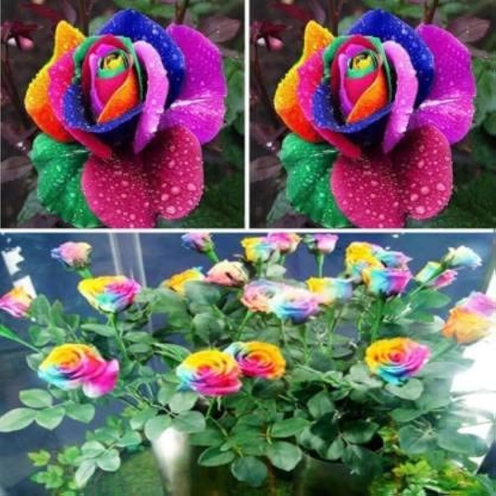 MultiColor Rose Flower Seeds for Planting Heirloom NonGMO Seeds Perfect for Garden Pollinator Friendly 
 
 Sale