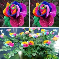 MultiColor Rose Flower Seeds for Planting Heirloom NonGMO Seeds Perfect for Garden Pollinator Friendly 
 
 Sale