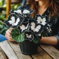 Black White Coleus Flower seeds for Planting Perfect for Borders Heirloom & GMO Free Seeds for Home Garden