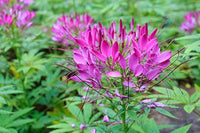 Purple Cleome Seeds Flower seeds for Planting - Premium Quality, Heirloom & GMO Free Seeds for Home Garden