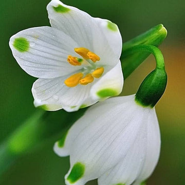 Snowdrop Bulbs Flower seeds for Planting - Fragrant Blossoms, Heirloom & GMO Free Seeds for Home Garden