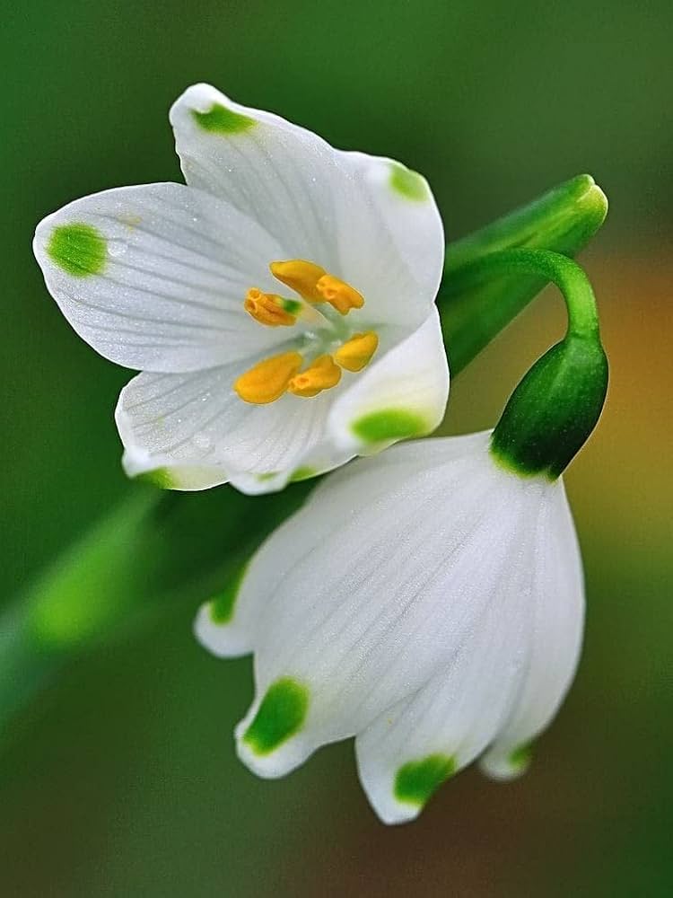 White Galanthus Flower seeds for Planting Garden Favorite Heirloom & GMO Free Seeds for Home Garden 
 
 Sale