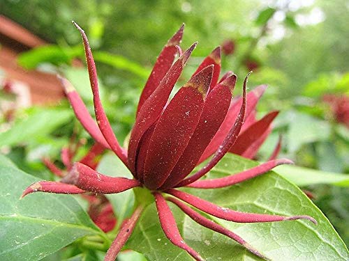 Maroon Carolina Allspice Flower seeds for Planting - Garden Favorite, Heirloom & GMO Free Seeds for Home Garden