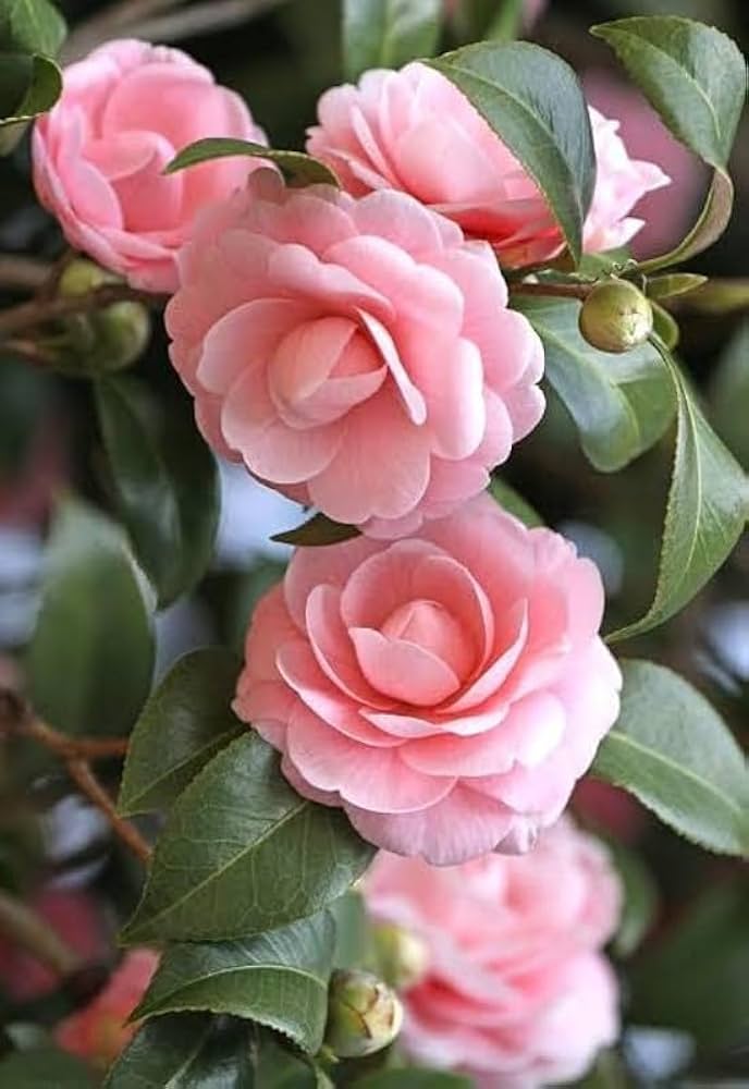 Camellia Flower seeds for Planting Bright Blooms Heirloom & GMO Free Seeds for Home Garden
