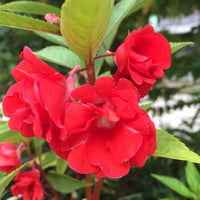 Red Sementes Flower seeds for Planting - Easy to Grow, Heirloom & GMO Free Seeds for Home Garden