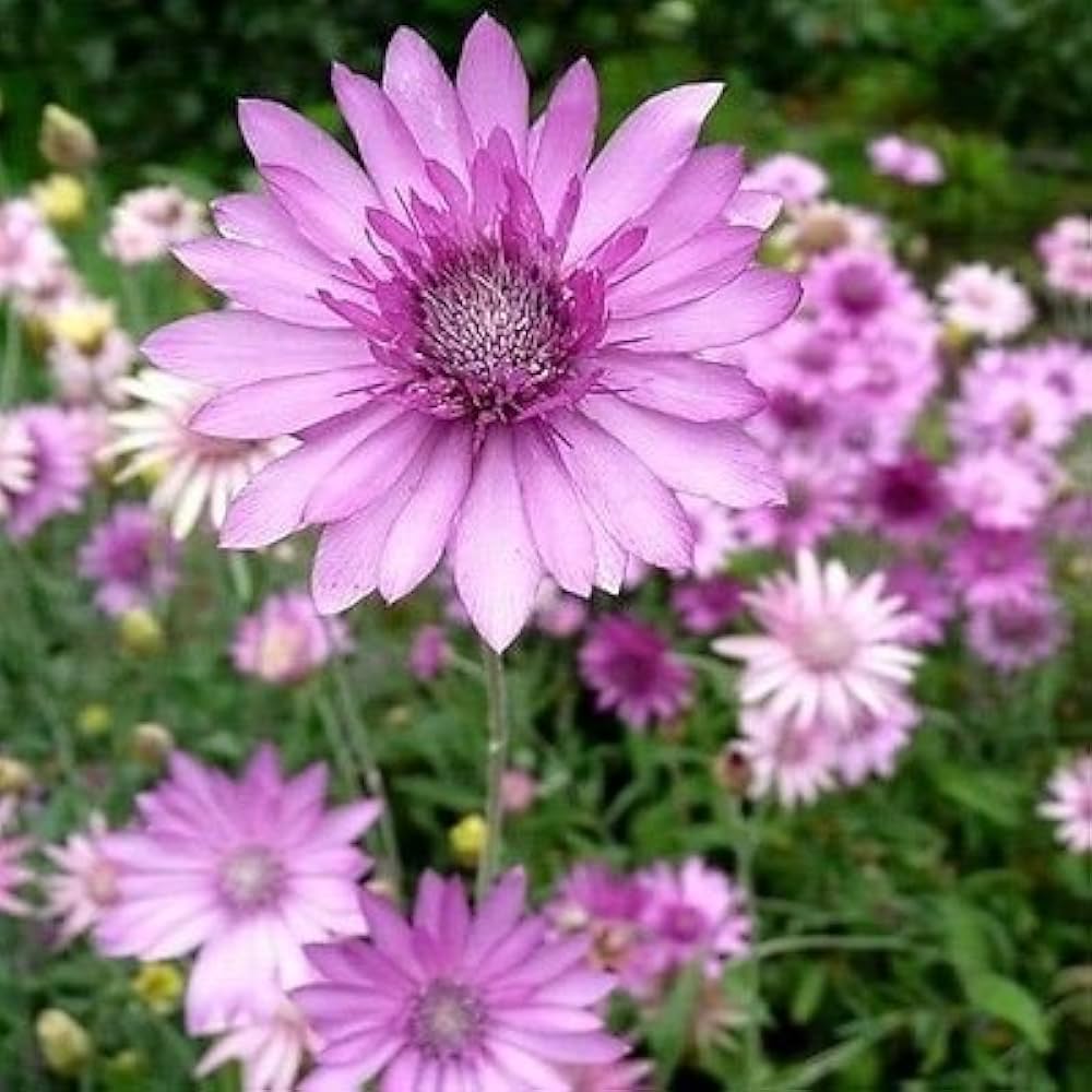 Heirloom Immortelle Flower seeds for Planting Shade Tolerant Heirloom & GMO Free Seeds for Home Garden