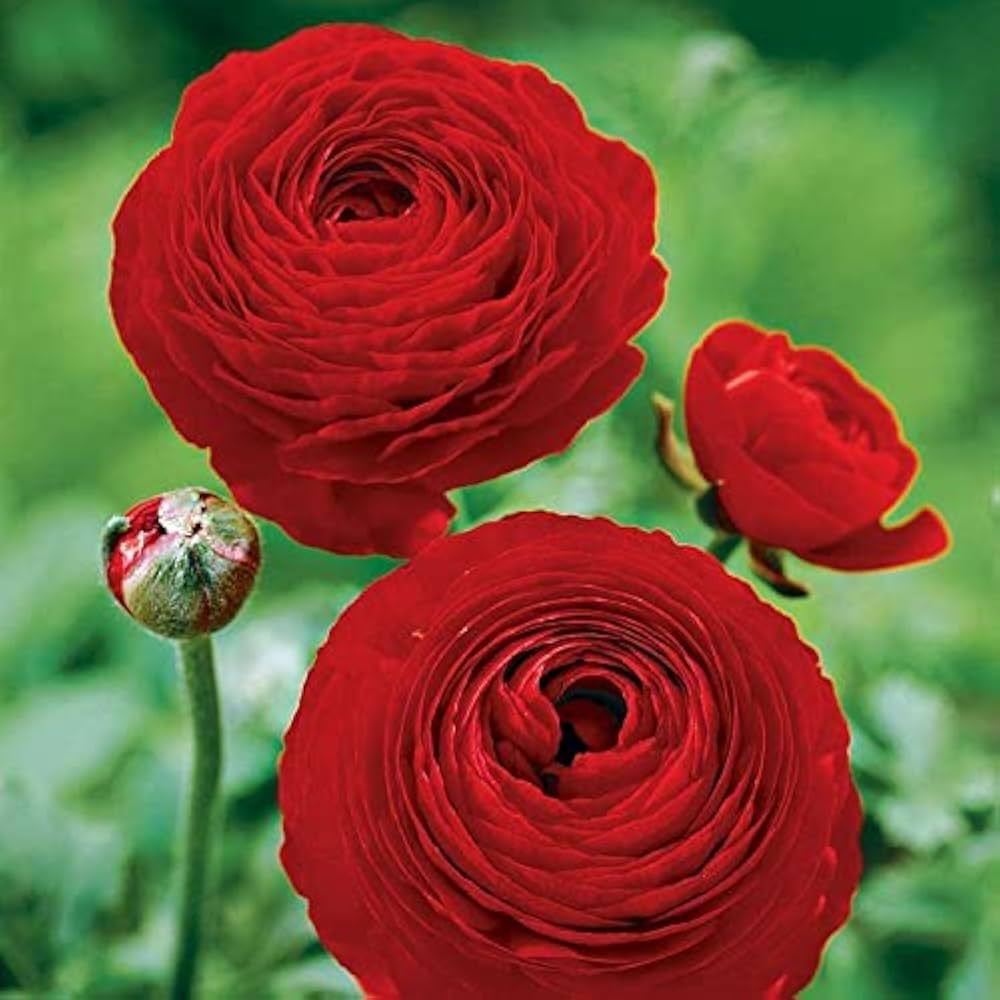 Ranunculus Perennial Flower seeds for Planting, Drought Tolerant Heirloom & GMO Free Seeds for Home Garden