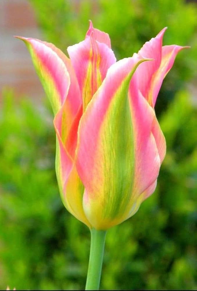 Green Pink Tulip Flower seeds for Planting - Wildflower Mix, Heirloom & GMO Free Seeds for Home Garden