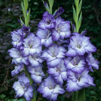 Blue Gladiolus Flower seeds for Planting Wildflower Mix Heirloom & GMO Free Seeds for Home Garden
 
 Sale