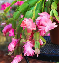 Pink Zygocactus Truncatus Flower seeds for Planting - Premium Quality, Heirloom & GMO Free Seeds for Home Garden