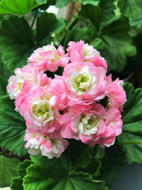 Pink Scented Geranium Flower seeds for Planting - Cottage Garden Essential, Heirloom & GMO Free Seeds for Home Garden