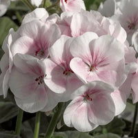 Baby Pink Geranium Flower Seeds for Planting Fragrant Blossoms Heirloom & GMO Free Seeds for Home Garden
 
 Sale