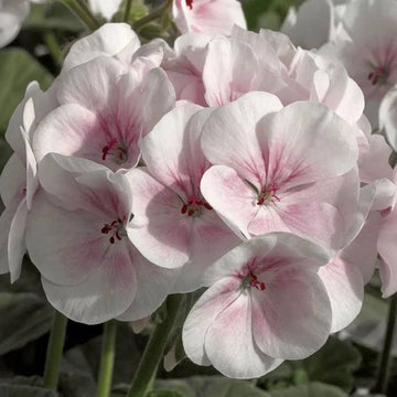Baby Pink Geranium Flower Seeds for Planting Fragrant Blossoms Heirloom & GMO Free Seeds for Home Garden
 
 Sale