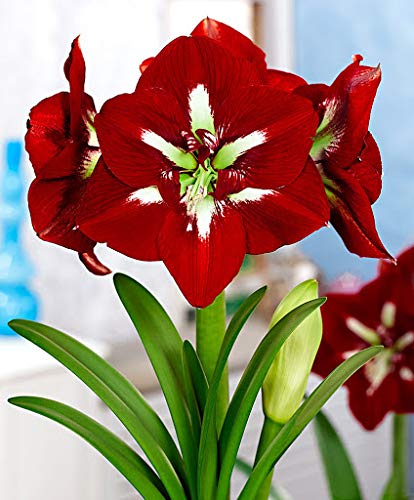 Red White Amaryllis Flower seeds for Planting - Premium Quality, Heirloom & GMO Free Seeds for Home Garden