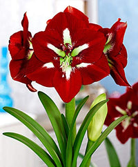 Red White Amaryllis Flower seeds for Planting - Premium Quality, Heirloom & GMO Free Seeds for Home Garden