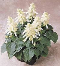 White Salvia Vista seeds for summer window box planting