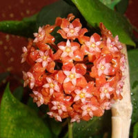 Mixed Hoya Hoya spp Flower Seeds for Planting in Indoor Garden and Hanging Basket