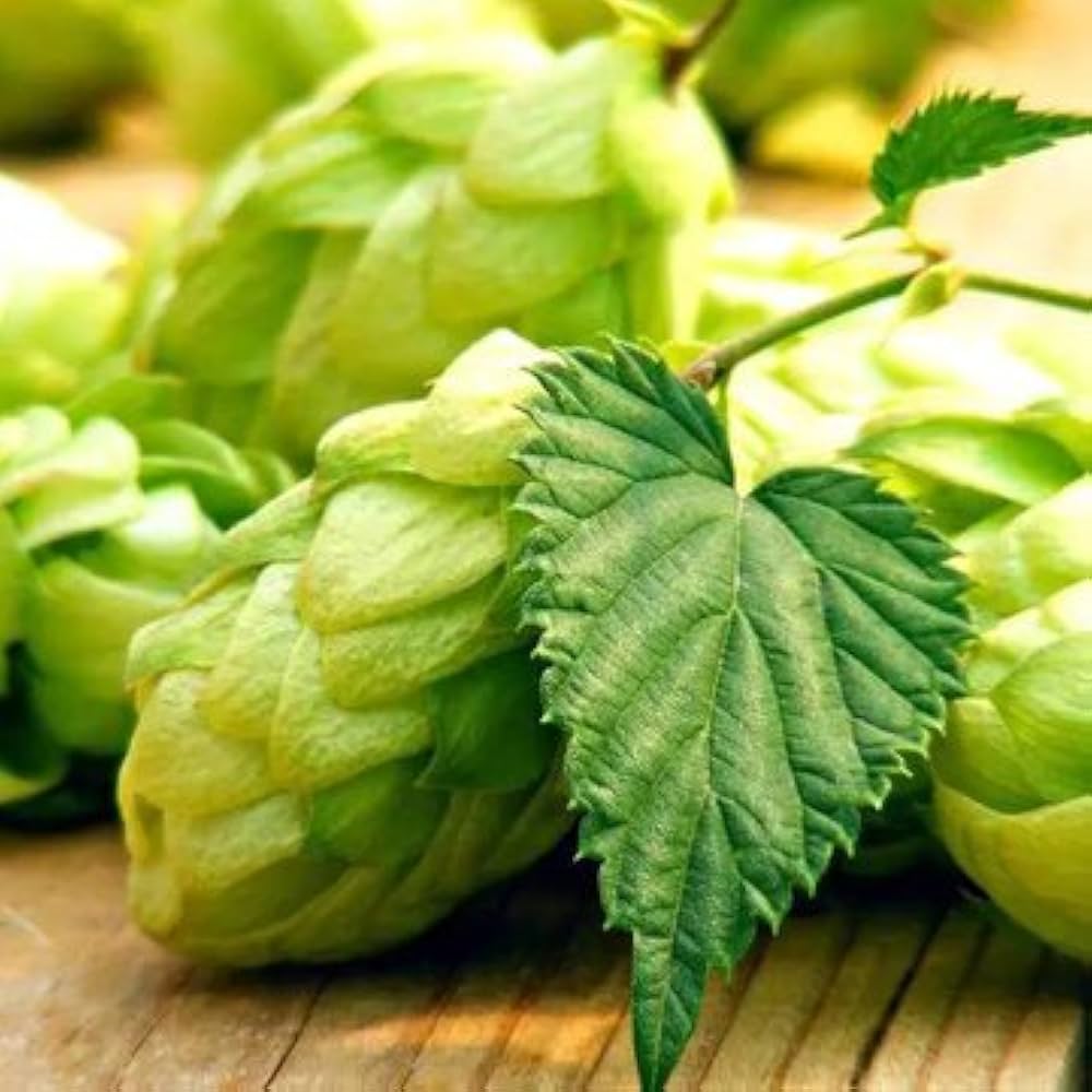 Humulus Lupulus Flower seeds for Planting - Seasonal Bloomer, Heirloom & GMO Free Seeds for Home Garden