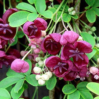 Akebia Quinata Flower seeds for Planting - Cottage Garden Essential, Heirloom & GMO Free Seeds for Home Garden