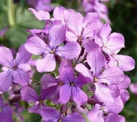 Night Scented Stock Seeds Flower seeds for Planting - Pollinator Friendly, Heirloom & GMO Free Seeds for Home Garden
 
 Sale for planting in home garden.